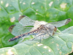 Sympetrum infuscatum