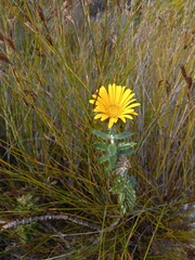 Berkheya coriacea