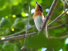 Myiagra cyanoleuca