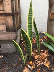 Sansevieria