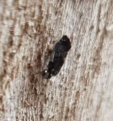 Nimbopsocus