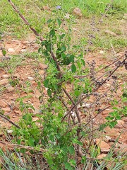Mesosphaerum suaveolens