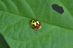 Chiridopsis bowringii