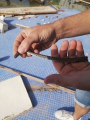 Hemorrhois hippocrepis