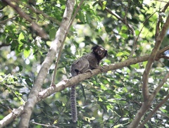 Callithrix penicillata