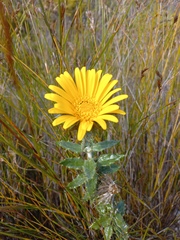 Berkheya coriacea