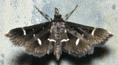 Diasemiodes nigralis