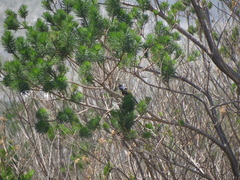 Anthobaphes violacea