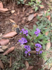 Apis mellifera scutellata