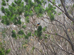 Anthobaphes violacea