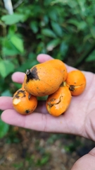Annonaceae