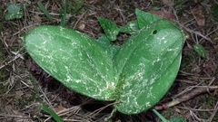 Neottia ovata