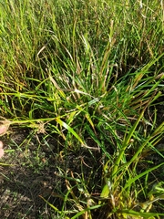 Rhynchospora corymbosa