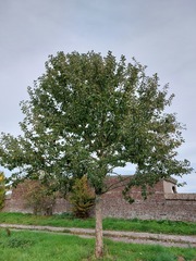 Monilinia fructigena