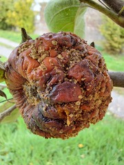 Monilinia fructigena