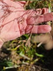 Rhynchospora corymbosa