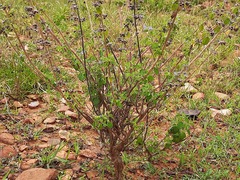 Mesosphaerum suaveolens