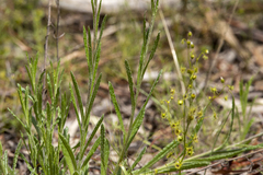 Coronidium scorpioides