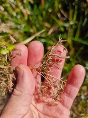 Rhynchospora corymbosa