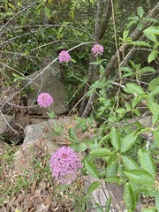 Centranthus ruber
