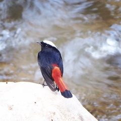 Phoenicurus leucocephalus