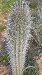 Trichocereus chiloensis