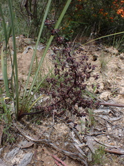 Lomandra multiflora