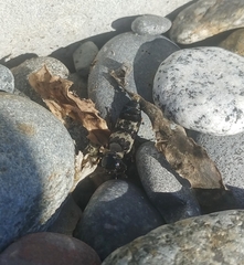 Creophilus maxillosus