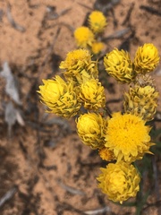 Waitzia acuminata acuminata