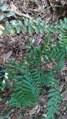 Lygodium polystachyum