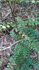 Lygodium polystachyum