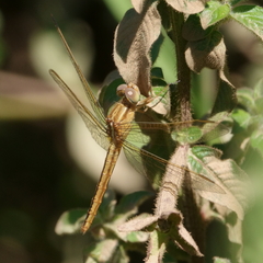Crocothemis nigrifrons