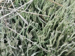 Cladonia subulata