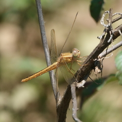 Crocothemis nigrifrons