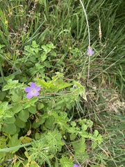 Geranium incanum