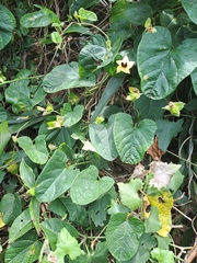 Hewittia malabarica