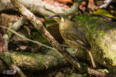 Meliphaga notata