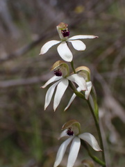 Caladenia cucullata