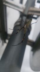 Trichonephila clavata