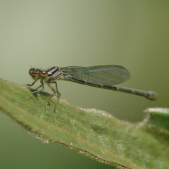 Austroagrion watsoni
