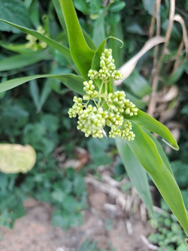 Image of Flagellaria guineensis by (c) Mmatjie Mashao, some rights reserved (CC BY-SA)