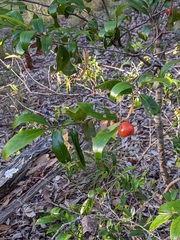 Petalostigma triloculare