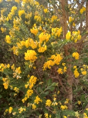 Aspalathus excelsa