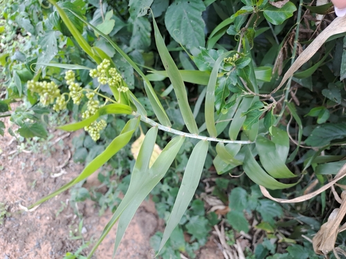 Image of Flagellaria guineensis by (c) Mmatjie Mashao, some rights reserved (CC BY-SA)