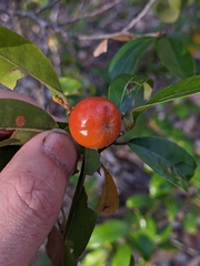 Petalostigma triloculare