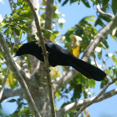 Eudynamys orientalis