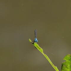 Pseudagrion microcephalum