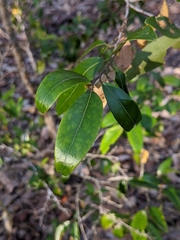 Petalostigma triloculare