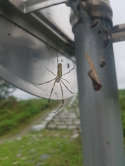 Trichonephila clavata