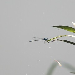Pseudagrion microcephalum